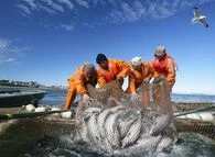 Почти 15 тысяч тонн лососей выловили рыбаки Камчатки с начала путины 2023 года