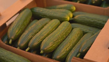 Тепличные огурцы стали доступнее на Камчатке