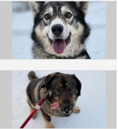 Сухие дрова и ремонт ангара необходимы приюту для бездомных животных на Камчатке 0