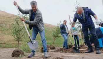 Более ста деревьев горной сосны и ели высадили в международном аэропорту Петропавловска-Камчатского