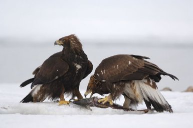 День зимующих птиц отмечается сегодня на Камчатке 1