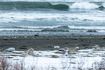 Стаю из четырёх волков заметили на побережье Кроноцкого заповедника в Камчатском крае 4