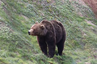 Месячник тишины стартует в Долине гейзеров на Камчатке 9