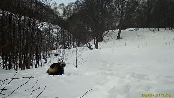 Росомаху&ndash;чистюлю запечатлела камера Кроноцкого заповедника на Камчатке 1