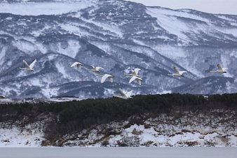 Лебеди отдыхают во время миграции на заповедных водоёмах Камчатки 0 Лебеди отдыхают во время миграции на заповедных водоёмах Камчатки 0