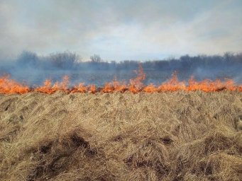 В первые сутки потушили лесной пожар у посёлка Козыревск на Камчатке 1