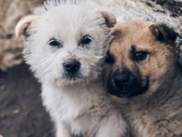 Как минимизировать риск нападения бездомного животного, рассказали специалисты на Камчатке