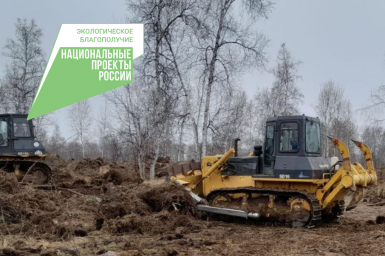 Лесовосстановление на площади 42 гектара осуществили в Мильковском лесничестве на Камчатке 3