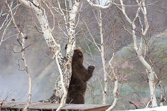 Месячник тишины стартует в Долине гейзеров на Камчатке 1