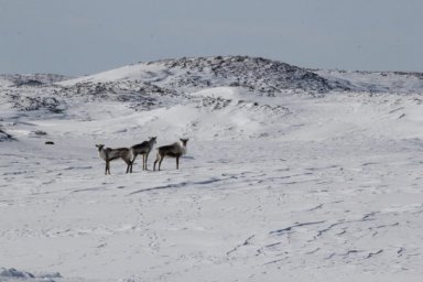 Северные олени по окончании брачного сезона побрели в горы на Камчатке 0
