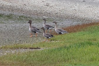 День водно-болотных угодий отметили 2 февраля на Камчатке 6