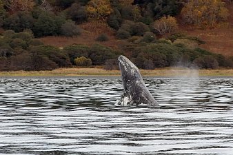 В редчайшей охотоморской популяции древнейших усатых китов насчитали полторы сотни особей на Камчатке 3