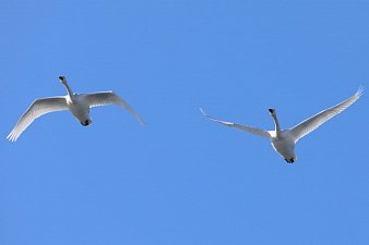 Лебеди отдыхают во время миграции на заповедных водоёмах Камчатки 2 Лебеди отдыхают во время миграции на заповедных водоёмах Камчатки 2