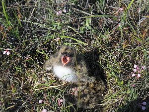 Всемирный день водно-болотных угодий отметили вчера в Камчатском крае 2