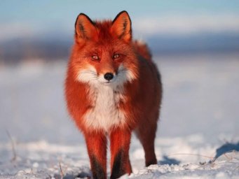 Одним из самых интересных объектов для наблюдения в разные времена года остаются лисы на Камчатке 1