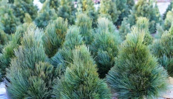 Елочные базары организуют в Петропавловске-Камчатском Елочные базары организуют в Петропавловске-Камчатском