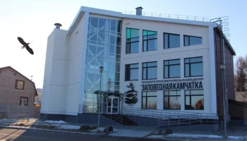 Белоплечие орланы обустраивают гнездо рядом с офисом Кроноцкого заповедника на Камчатке