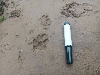 Следы волчьих лап обнаружены в Южно-Камчатском заказнике на Камчатке 0