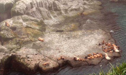 Серия кинопоказов, посвящённых дикой природе России, пройдет на Камчатке 1 Серия кинопоказов, посвящённых дикой природе России, пройдет на Камчатке 1