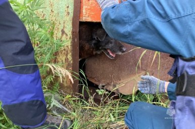 В Петропавловске-Камчатском спасатели пришли на помощь оказавшейся в ловушке собаке 3