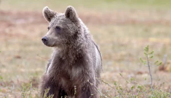 Кампания по спасению медвежат не окончена на Камчатке