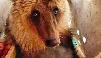 На новое место жительства прибыла молодая медведица с Камчатки
