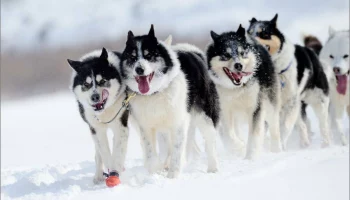 Более 70 тонн рыбьих голов получили питомники – участники «Берингии» на Камчатке Более 70 тонн рыбьих голов получили питомники – участники «Берингии» на Камчатке