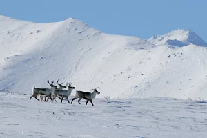 Возвращение диких северных оленей призваны зафиксировать фотоловушки Кроноцкого заповедника на Камчатке