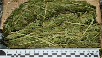 Почти килограмм наркосодержащего растения изъяли у жителя Елизова на Камчатке