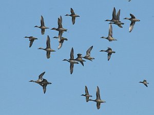 Всемирный день водно-болотных угодий отметили вчера в Камчатском крае 0