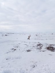 В оленьих табунах на Севере Камчатки появляются на свет оленята-каюю 1