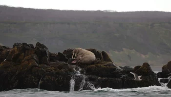 Одинокий морж замечен в Авачинской губе на юге Камчатки