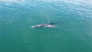 Первые серые киты стали прибывать в Кроноцкий залив на Камчатке 1