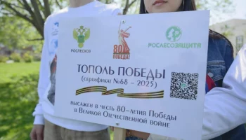 Саженец от легендарного Сталинградского тополя высадили на Камчатке Саженец от легендарного Сталинградского тополя высадили на Камчатке