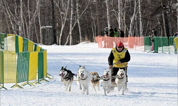 Дан старт главной гонке на собачьих упряжках &laquo;Берингия &ndash; 2026&raquo; на Камчатке