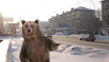 Власти информируют о мероприятиях по реагированию на сообщения о появлении медведей в Петропавловске-Камчатском Власти информируют о мероприятиях по реагированию на сообщения о появлении медведей в Петропавловске-Камчатском
