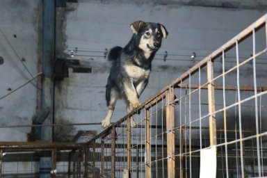 На Камчатке в Кеткино  идет оборудование еще одного бокса по содержанию собак 12