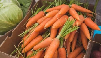Производители овощей на Камчатке будут получать федеральные субсидии с повышенным коэффициентом