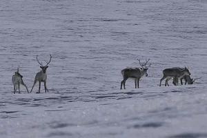Олени задерживаются дольше обычного на горных пастбищах Камчатки