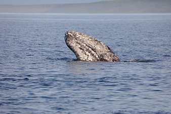 Масштабный проект по изучению серых китов запускается на Камчатке 2