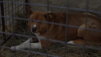 На Камчатке до конца года будет проводиться усиленный отлов бездомных собак