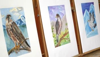 Конкурс рисунков о соколе пройдет в Петропавловске-Камчатском
