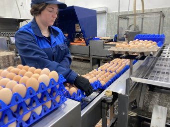 Птицефабрика «Пионерское» наращивает производственные мощности на Камчатке 9