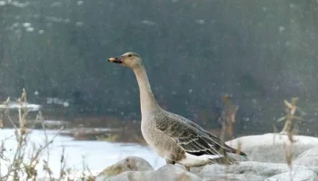 Гуся–гуменника на новогодний стол не удалось продать жителю села Никольского на Камчатке Гуся–гуменника на новогодний стол не удалось продать жителю села Никольского на Камчатке