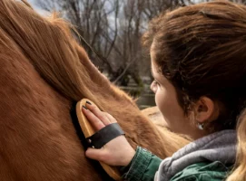 За травму, полученную женщиной при падении с лошади, ответит жительница Камчатского края