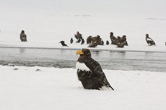 Факторы, влияющие на интенсивность строительства нерестовых гнёзд нерки, предстоит выяснить ученым на Камчатке 5
