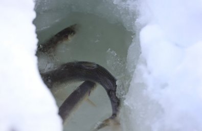 Фестиваль подледной рыбалки &laquo;Зубарь &ndash; 2026&raquo; успешно прошел в Елизовском районе на Камчатке 1