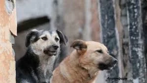 На Камчатке чиновники выплатят 50 тысяч рублей ребенку, пострадавшему от укуса безнадзорной собаки