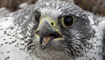 В дар дар королю Бахрейна передали двух краснокнижных соколов с Камчатки