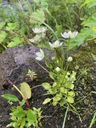 Такой красивый и такой ядовитый — уникальный белозор Камчатки 0